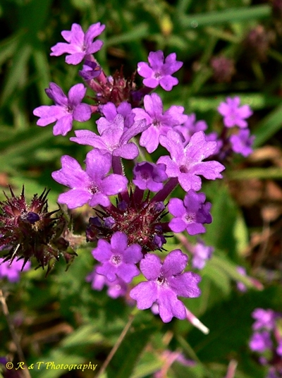 {Verbena rigida}
